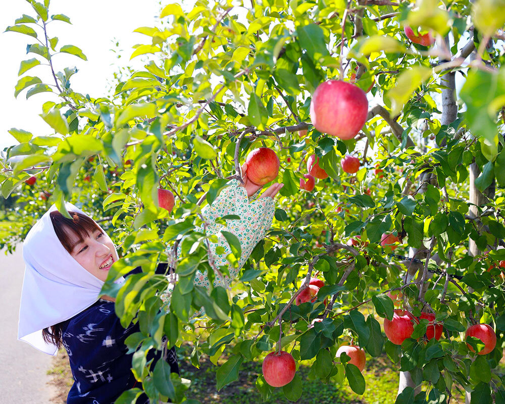 Apple pie (Hirosaki City)