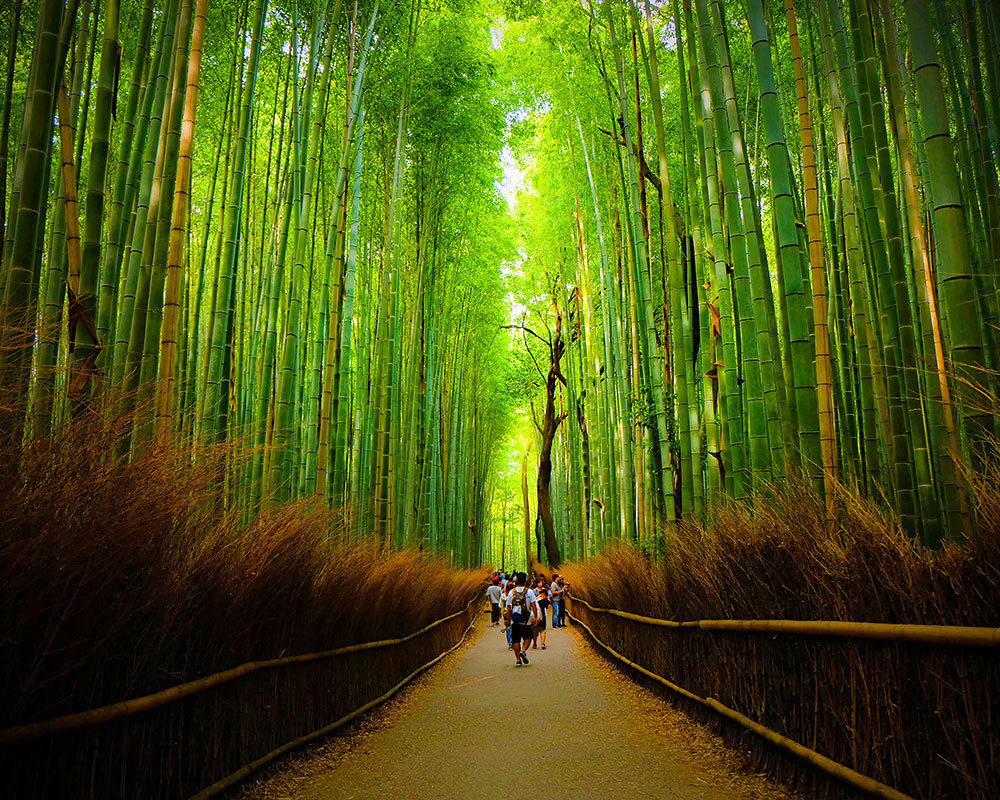 嵐山 竹林 の 小径
