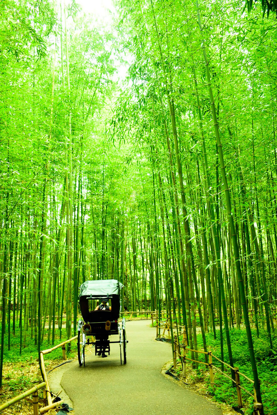 竹林 の 小径