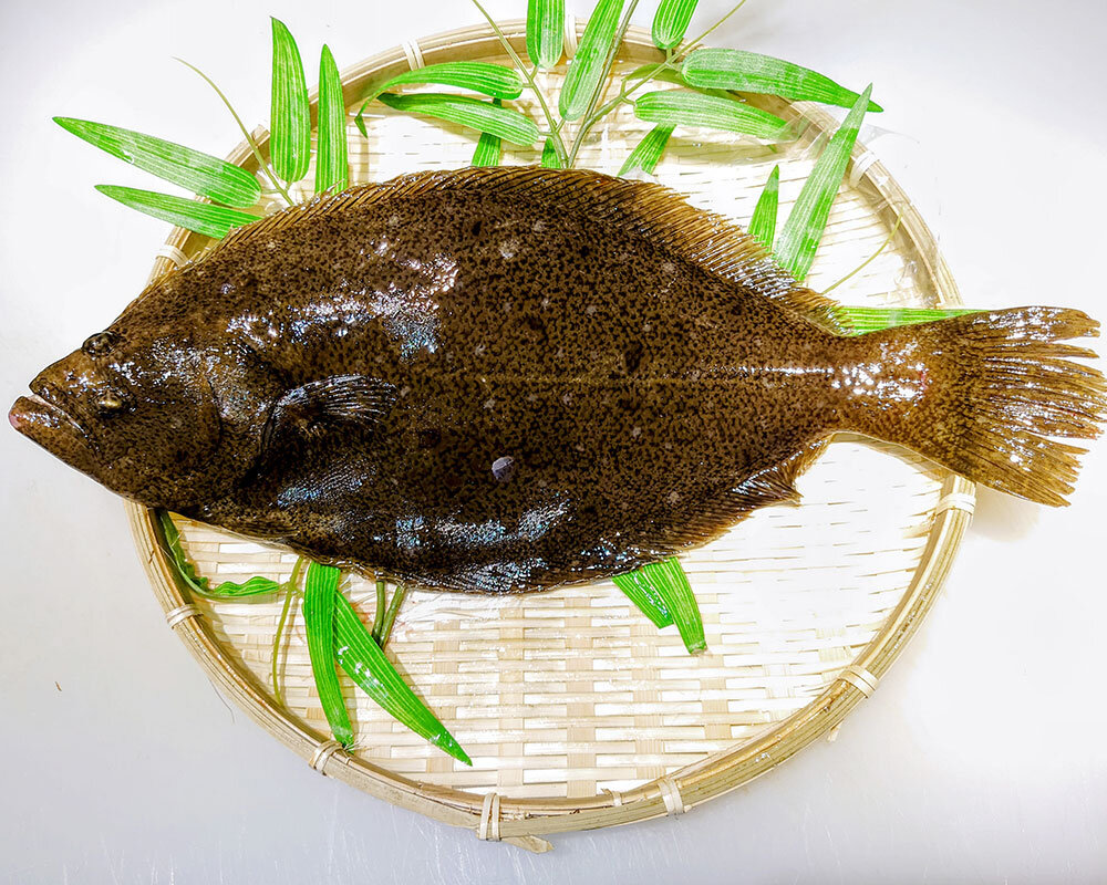 鳥取県産 ひらめ