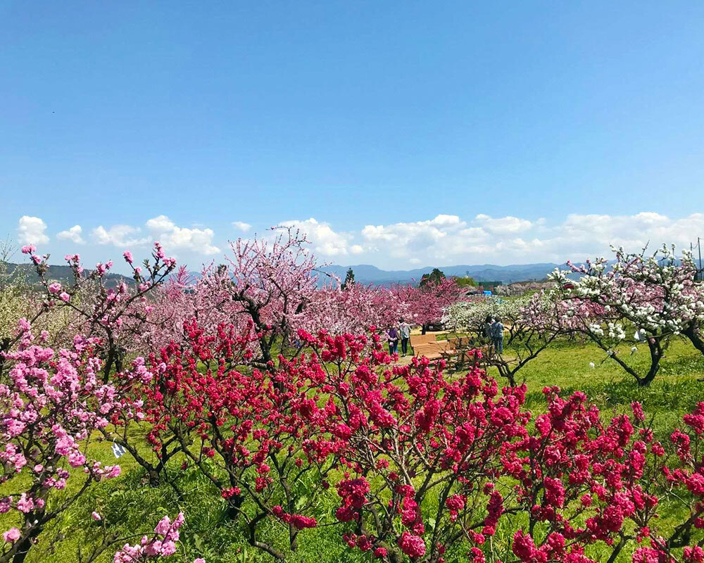 花ももの里