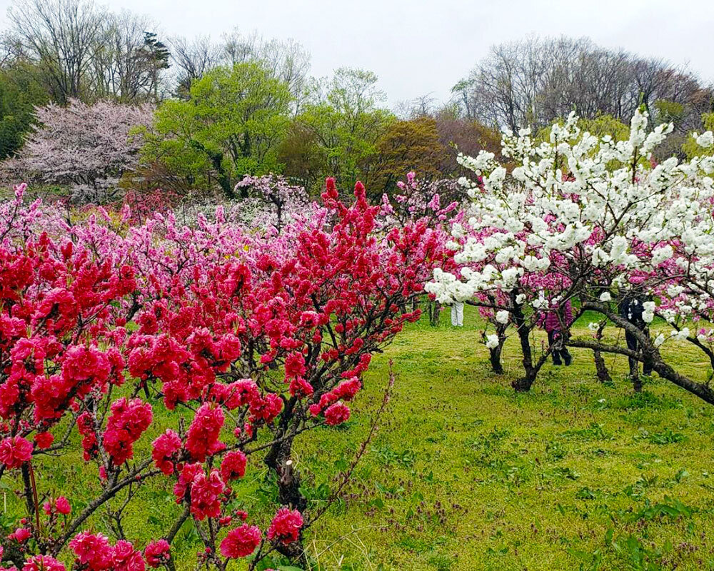 ももの花 花ももの里