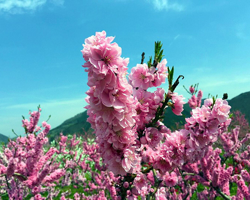 花ももの里