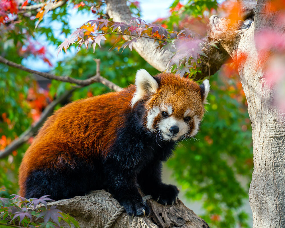 Ichikawa City Zoological and Botanical Gardens