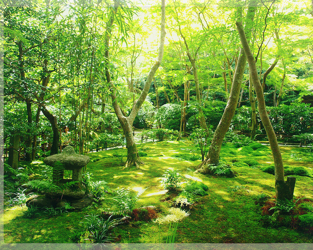 西 芳 寺