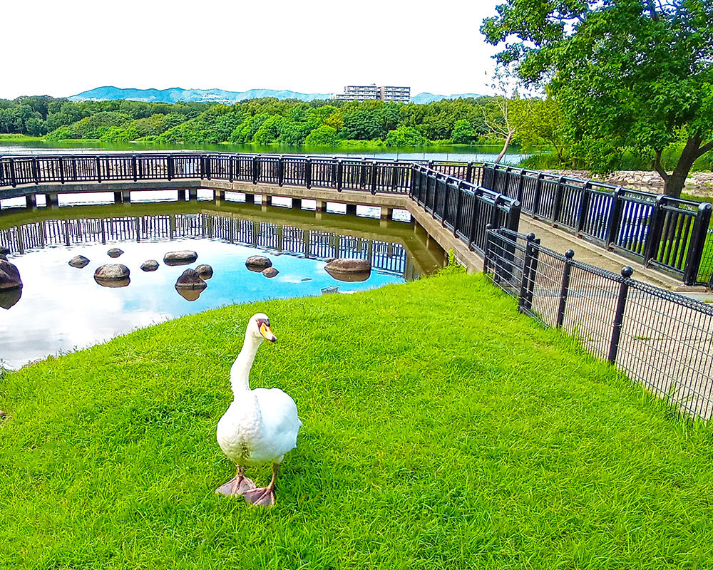 コンコンブル 池 昆陽池公園