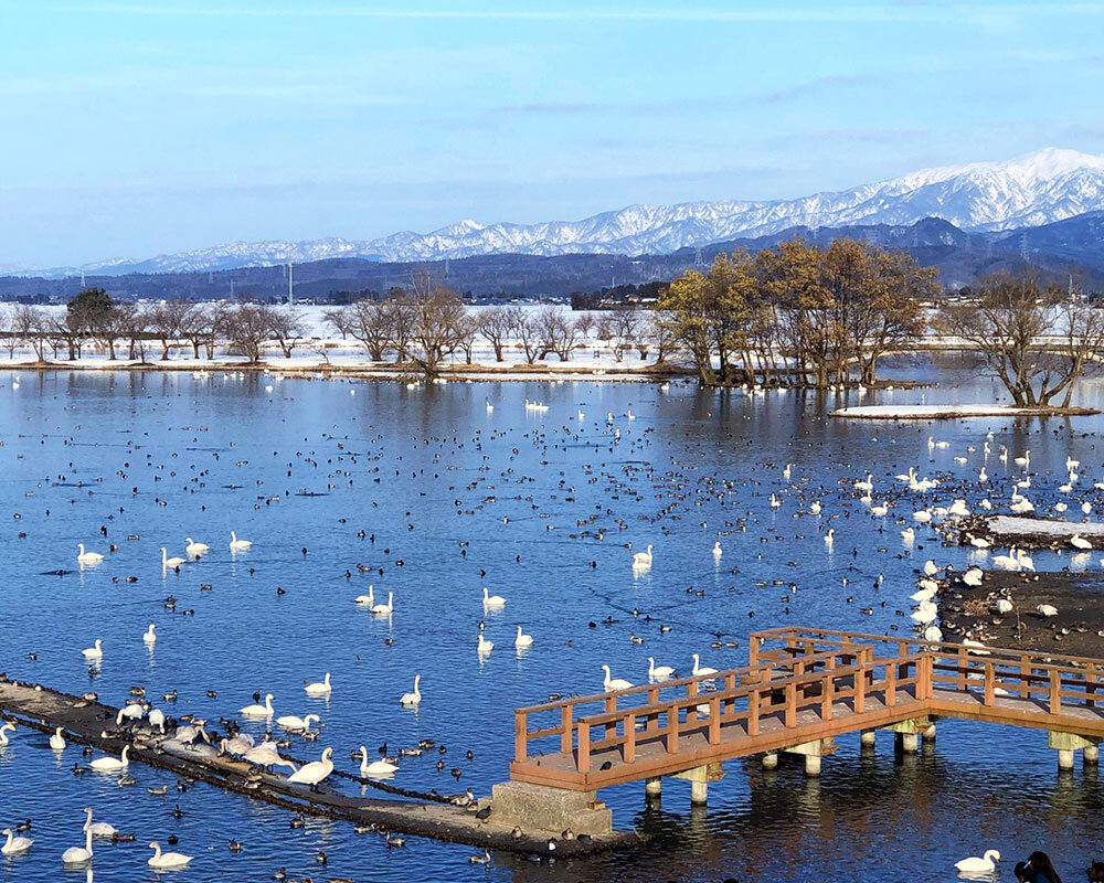 新潟 県 阿賀野 市 瓢湖