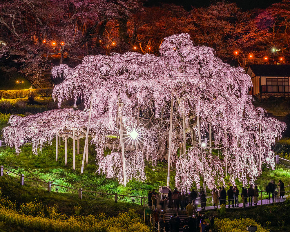 三春滝桜