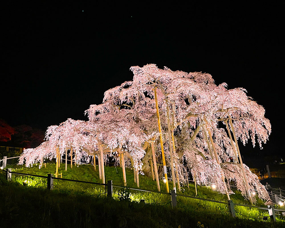 三春滝桜