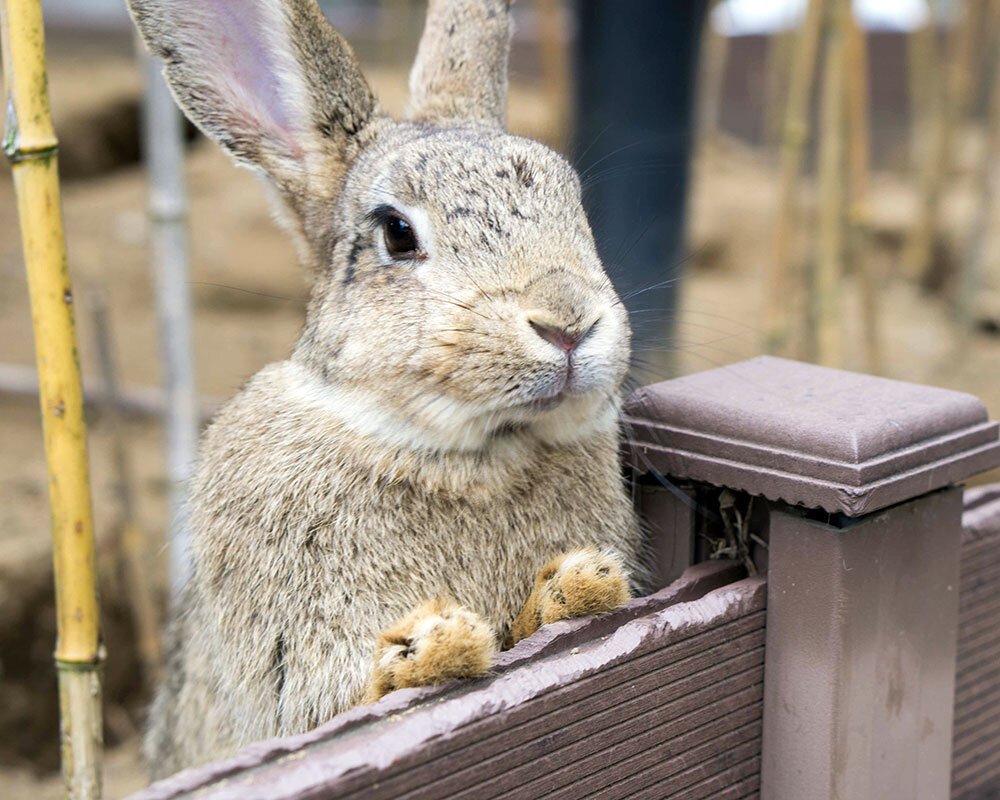月うさぎの里