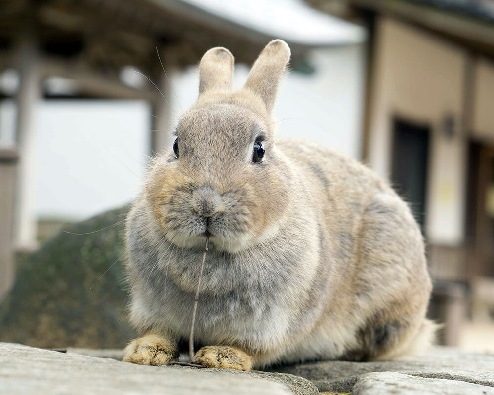 月うさぎ 月うさぎの里