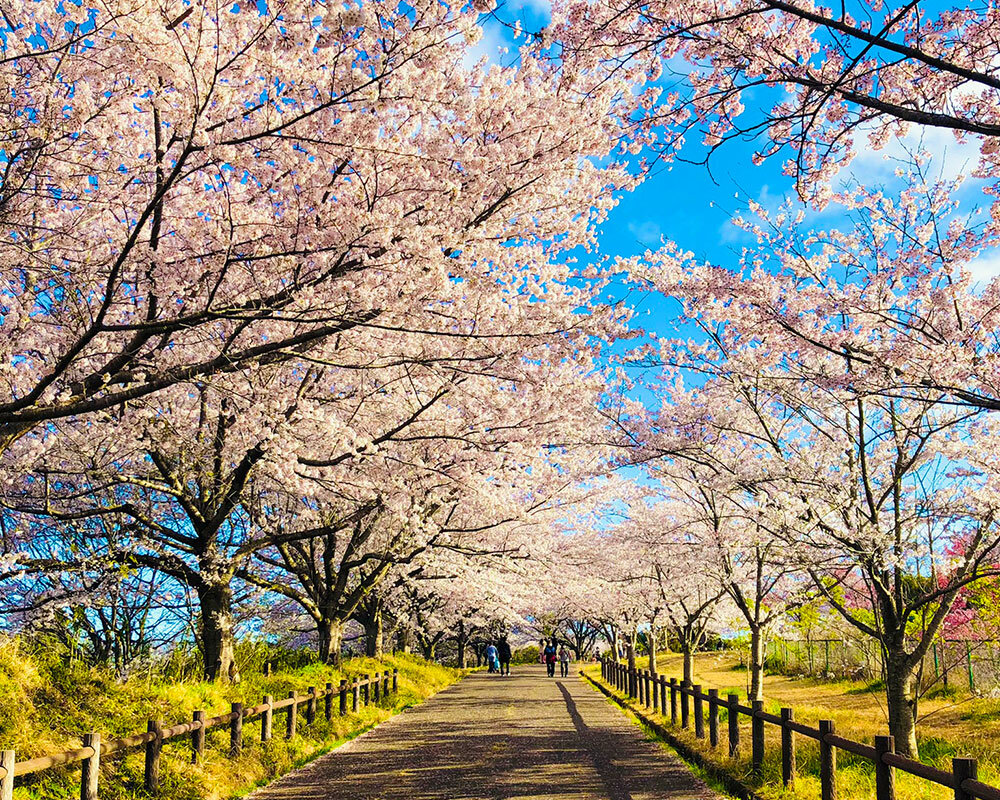 成田 市 さくら の 山