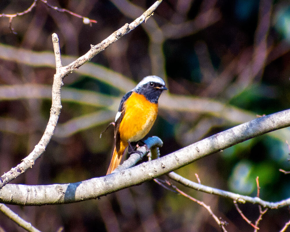 Osaka Nanko Wild Bird Park