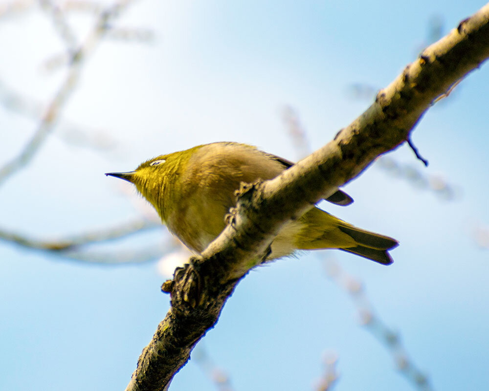 Osaka Nanko Wild Bird Park