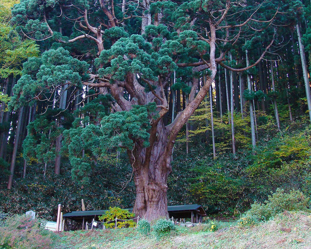 関の甕杉