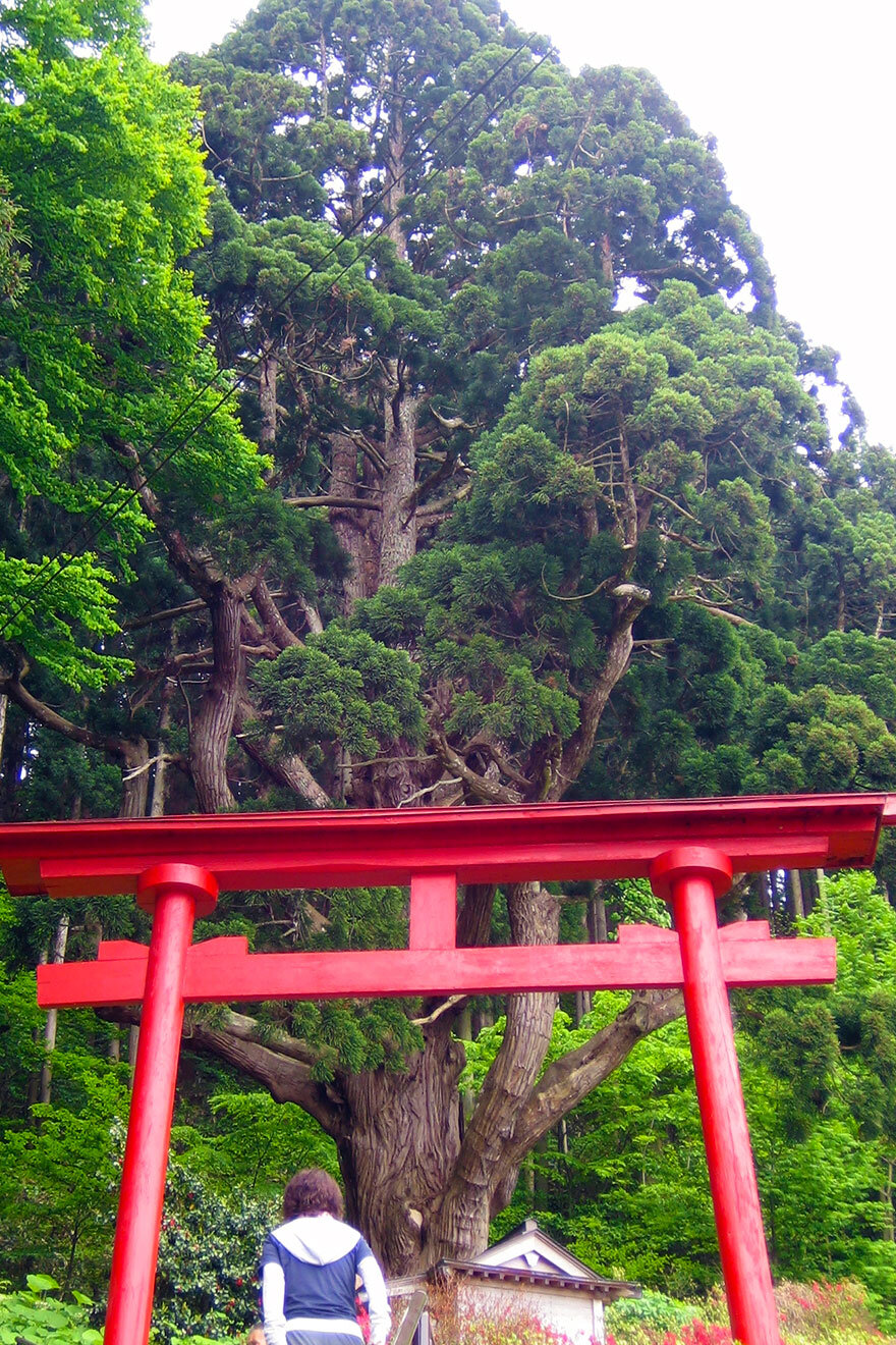 関の甕杉