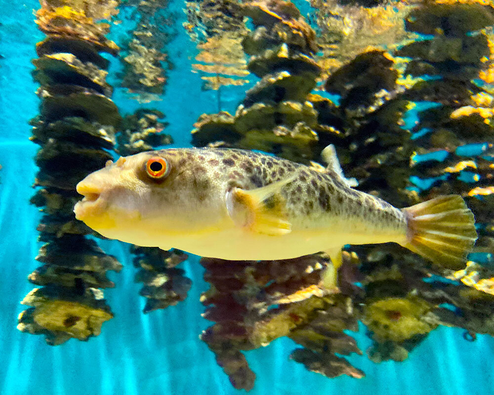 仙台うみの杜水族館 仙台うみの杜水族館