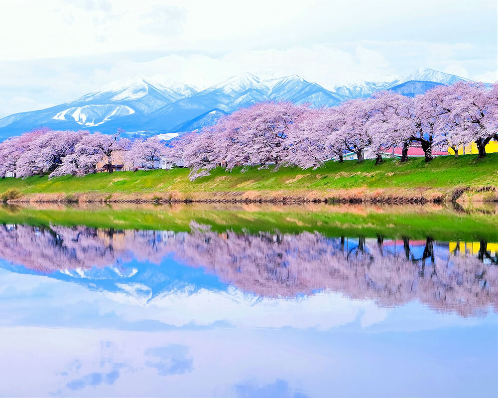 大河原 白 石川 の 桜 写真 白石川堤一目千本桜 2 宮城県 - スキマフィルム