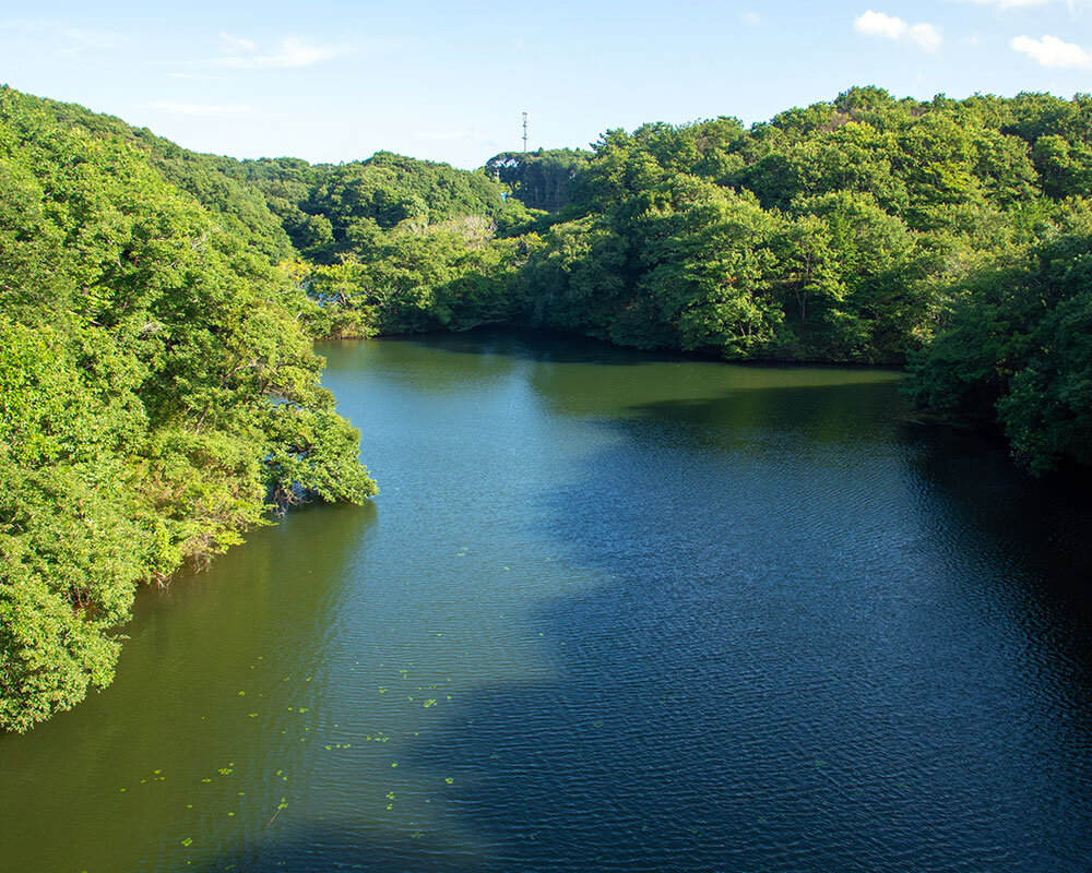 水郷県民の森