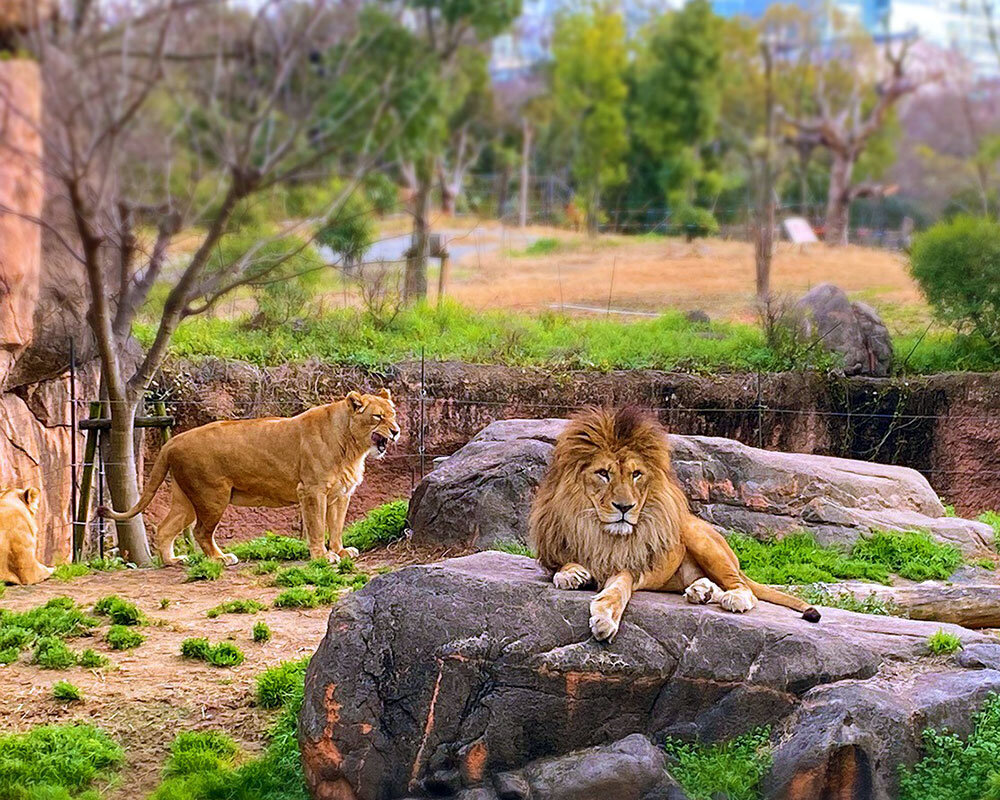 天王寺動物園