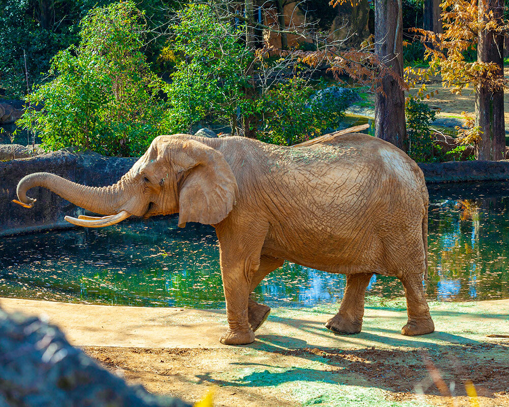 八木山動物公園 フジサキの杜