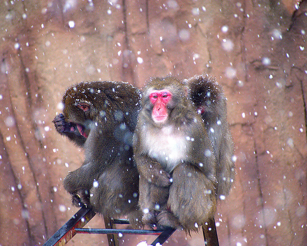 八木山動物公園 フジサキの杜
